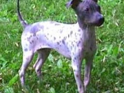atlas_terrier_20211206_1326866328